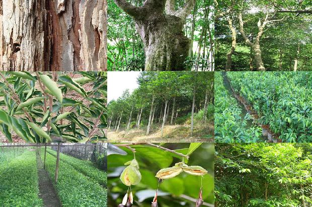 沉香树苗木-必看22条小知识1663950287054