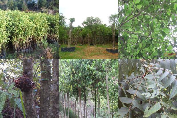 沉香树苗木-必看22条小知识1663950287060