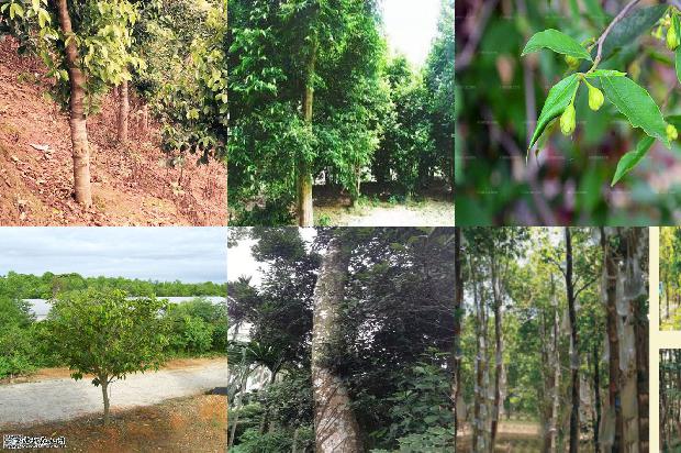 沉香树幼苗-必看19条小知识