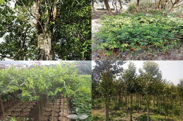 沉香树幼苗-必看19条小知识1663950298140