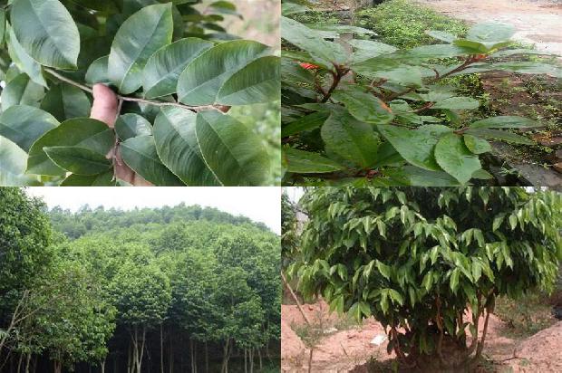 沉香树幼苗-必看19条小知识1663950298146