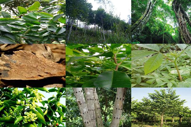 沉香树幼苗-必看19条小知识1663950298152