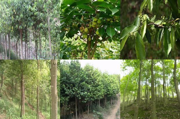 沉香树幼苗-必看19条小知识1663950298158