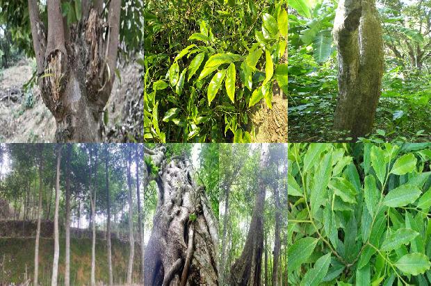 沉香树幼苗-必看19条小知识1663950298164