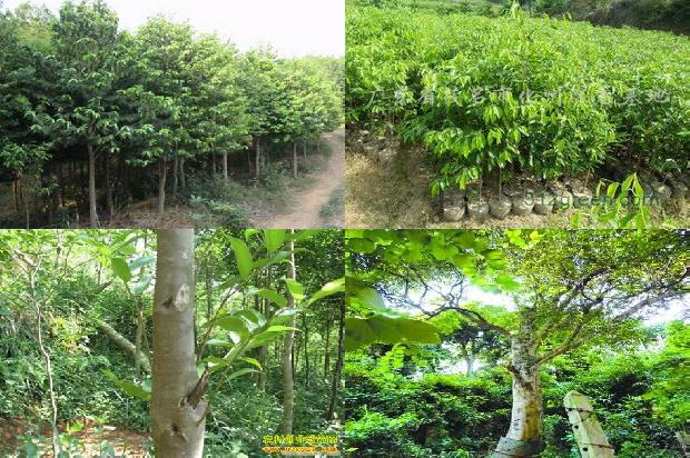 沉香树幼苗-必看19条小知识1663950298170