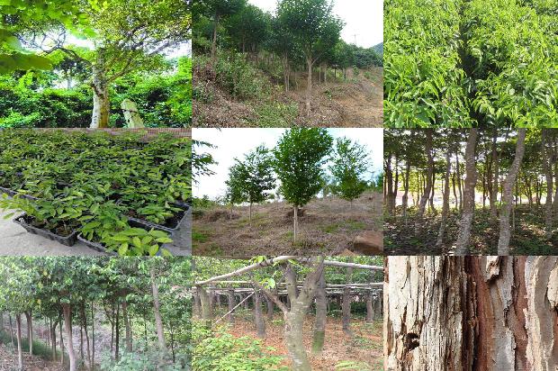 沉香树10至20公分的多少一棵17条介绍，来看看有哪些