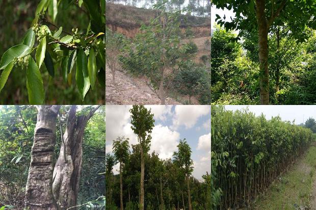 沉香树10至20公分的多少一棵17条介绍，来看看有哪些1663950306357