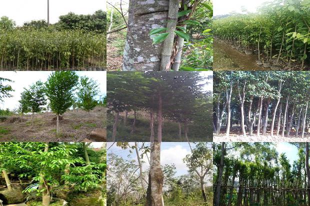 沉香树10至20公分的多少一棵17条介绍，来看看有哪些1663950306363