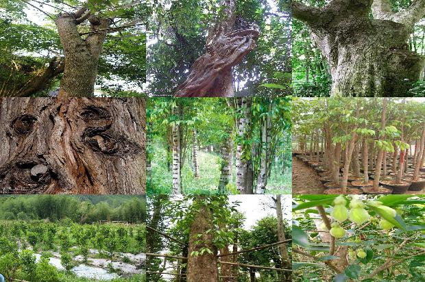 沉香树10至20公分的多少一棵17条介绍，来看看有哪些1663950306369