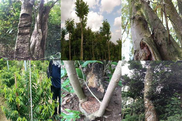 沉香树价值24条介绍