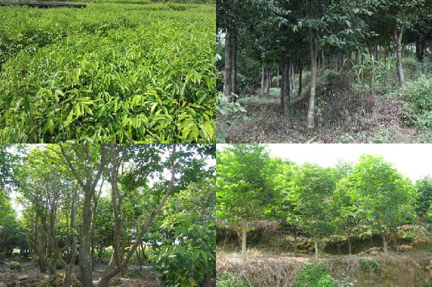 沉香树价值24条介绍1663950314514