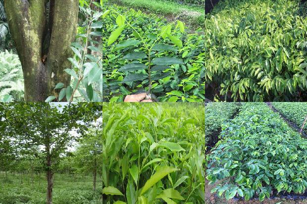 奇楠沉香树苗哪个品种好必看21点！