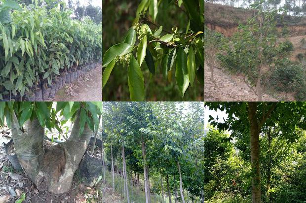 奇楠沉香树苗哪个品种好必看21点！1664036679751