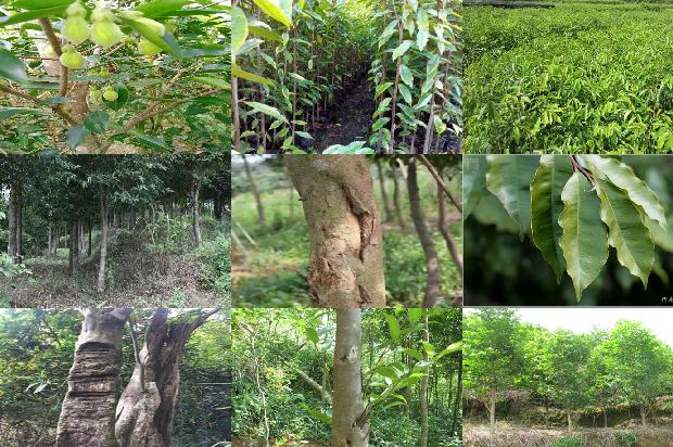 奇楠沉香树苗哪个品种好必看21点！1664036679764