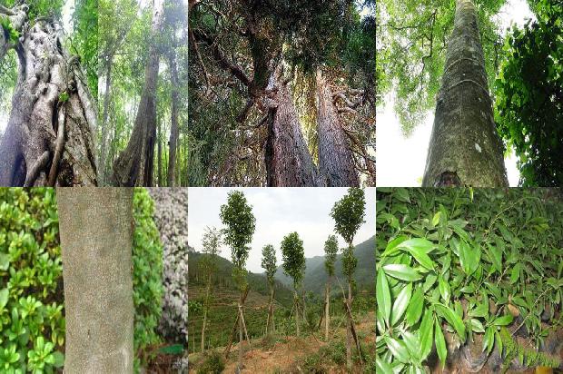 奇楠沉香树31条介绍，一定要看！