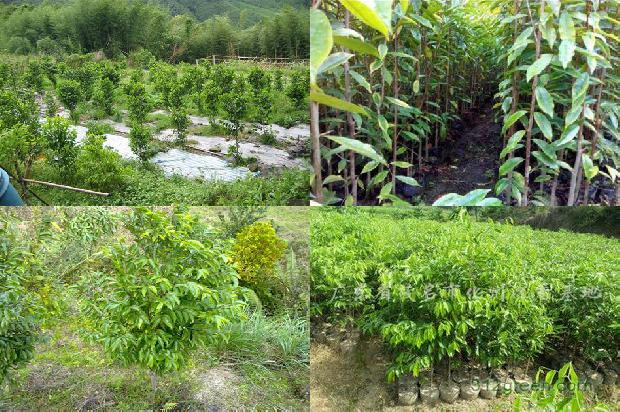 奇楠沉香树31条介绍，一定要看！1664036690082