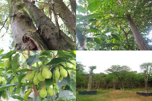 奇楠沉香树31条介绍，一定要看！1664036690100