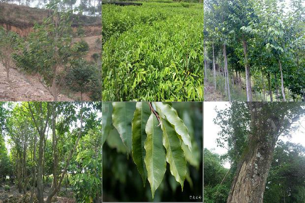 奇楠沉香树31条介绍，一定要看！1664036690106