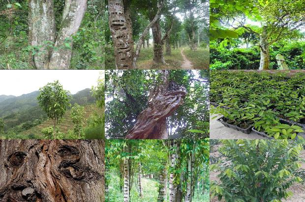 沉香树怎做才有沉香-必看25条小知识