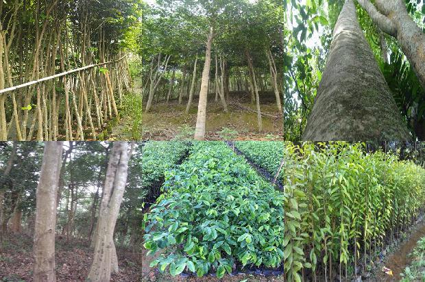 沉香树怎做才有沉香-必看25条小知识1664036696969