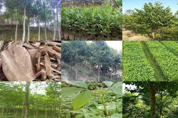 沉香树怎做才有沉香-必看25条小知识1664036696975