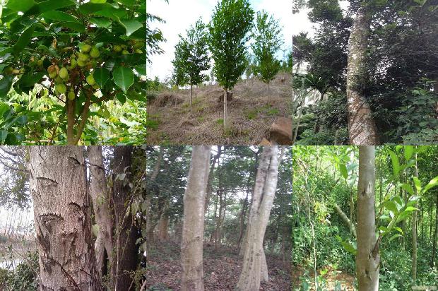 沉香树怎做才有沉香-必看25条小知识1664036696981