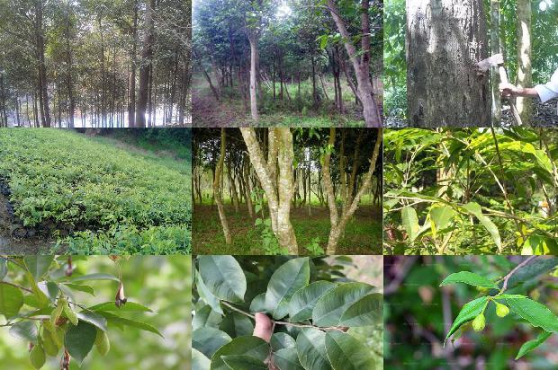 奇楠沉香树有什么作用-必看21条小知识