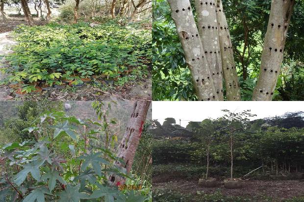 奇楠沉香树有什么作用-必看21条小知识1664036706703