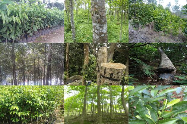 奇楠沉香树有什么作用-必看21条小知识1664036706709