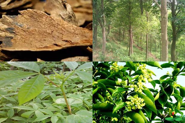 奇楠沉香树有什么作用-必看21条小知识1664036706715