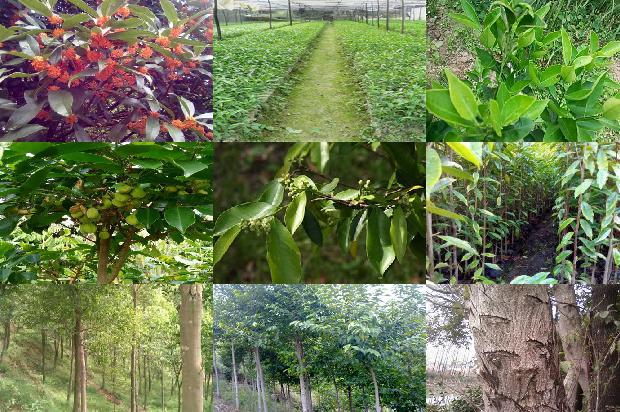 奇楠沉香树有什么作用-必看21条小知识1664036706721