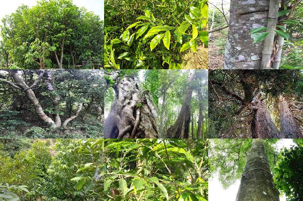 奇楠沉香树有什么作用-必看21条小知识1664036706727