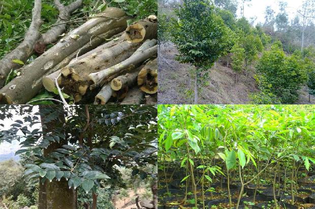 奇楠沉香树有什么用途30条介绍