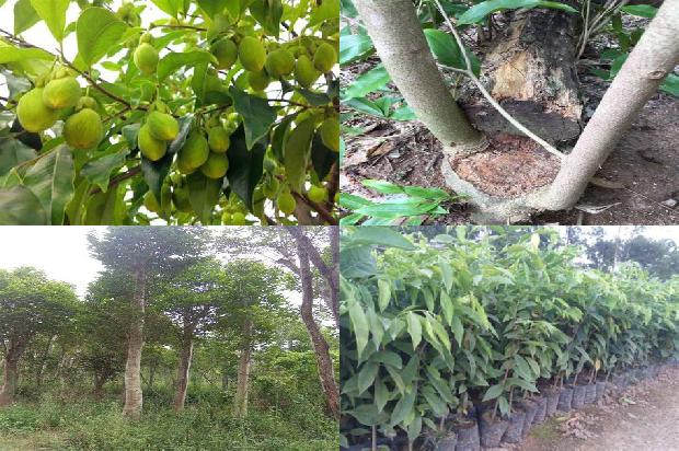 奇楠沉香树有什么用途30条介绍1664036713525