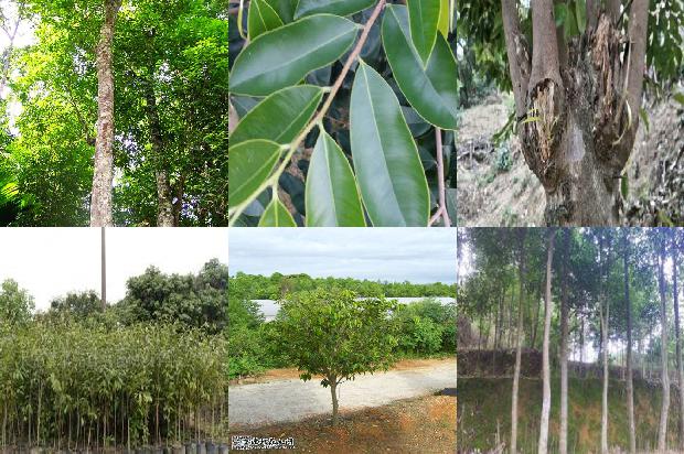 奇楠沉香树有什么用途30条介绍1664036713531