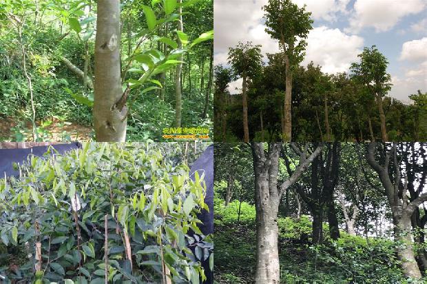 奇楠沉香树有什么用途30条介绍1664036713537