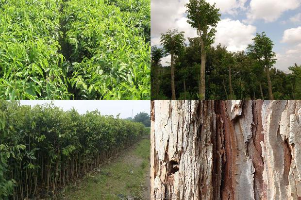 奇楠沉香树苗哪个品种最好的26条小知识