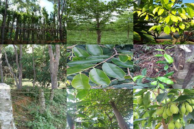 奇楠沉香树苗哪个品种最好的26条小知识1664036723117