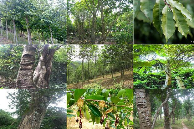 奇楠沉香树苗哪个品种最好的26条小知识1664036723123