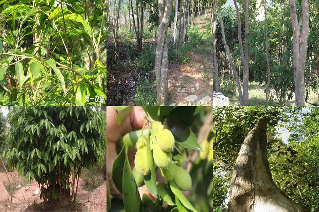 奇楠沉香树苗哪个品种最好的26条小知识1664036723129