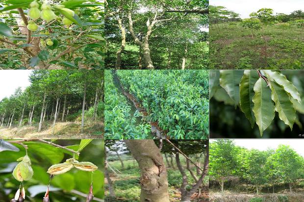 奇楠沉香树苗哪个品种最好的26条小知识1664036723135