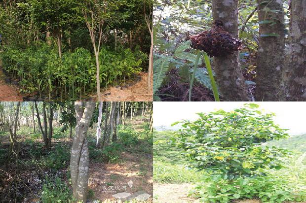 奇楠沉香树苗哪个品种最好的26条小知识1664036723141