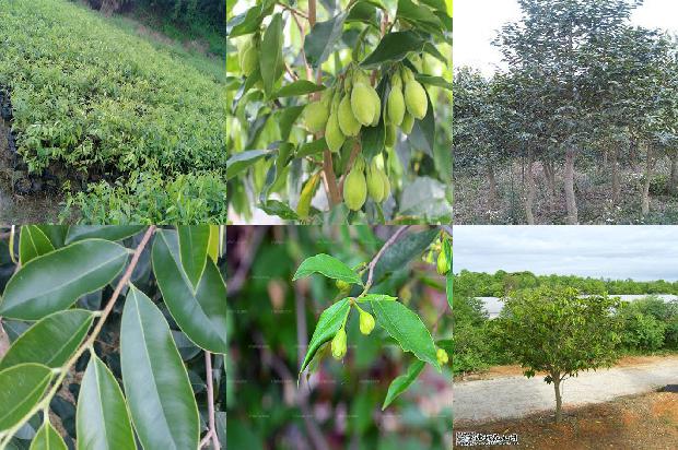 哪里有正宗奇楠沉香树苗20条介绍，你知道么？