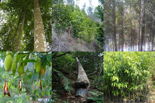 哪里有正宗奇楠沉香树苗20条介绍，你知道么？1664036734089