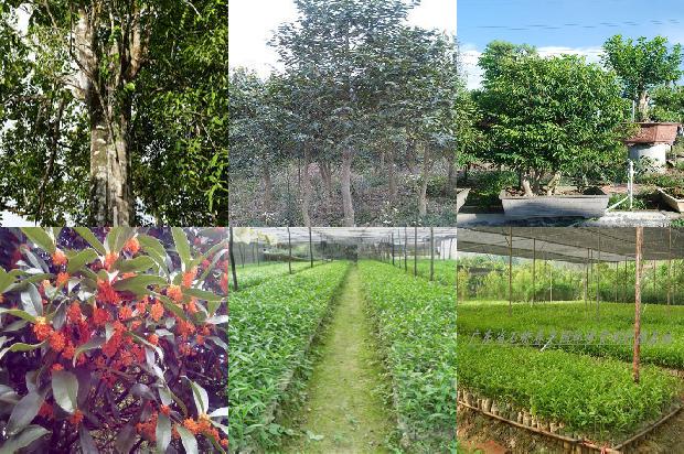 哪里有正宗奇楠沉香树苗20条介绍，你知道么？1664036734101