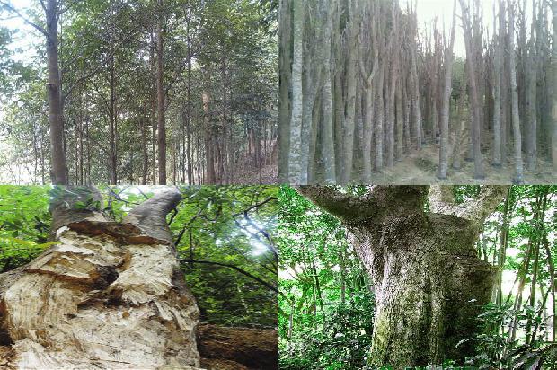 百年沉香树16条介绍，来看看有哪些