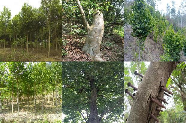 百年沉香树16条介绍，来看看有哪些1664036743803