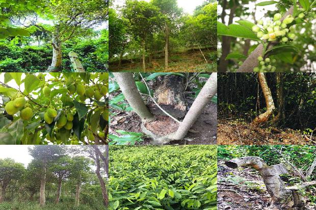 百年沉香树16条介绍，来看看有哪些1664036743809