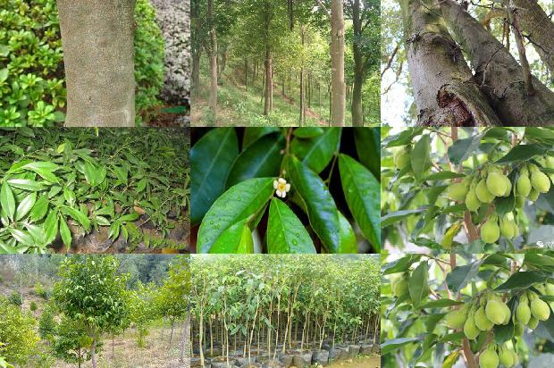 百年沉香树16条介绍，来看看有哪些1664036743815