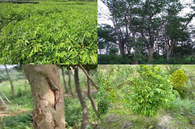 百年沉香树16条介绍，来看看有哪些1664036743821